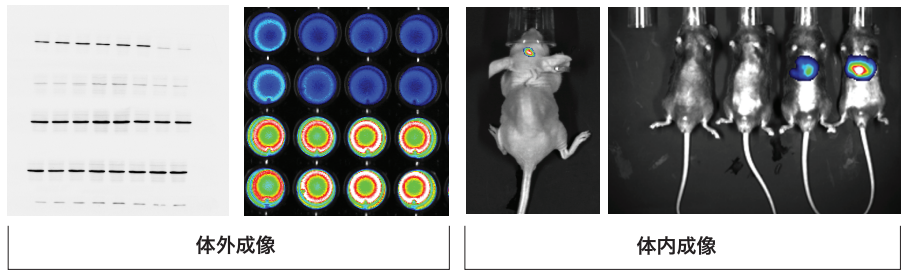 ABL X5视野选择.png