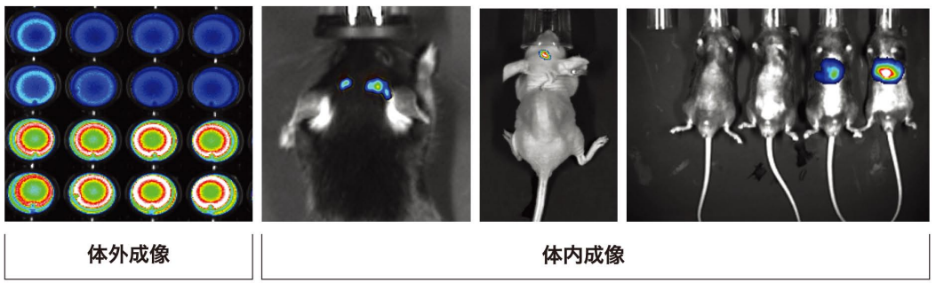 ABL X6视野范围.png